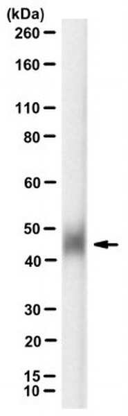 Anti-Tissue Factor/CD142 Antibody, clone HTF-1 | MABF3203-100UG